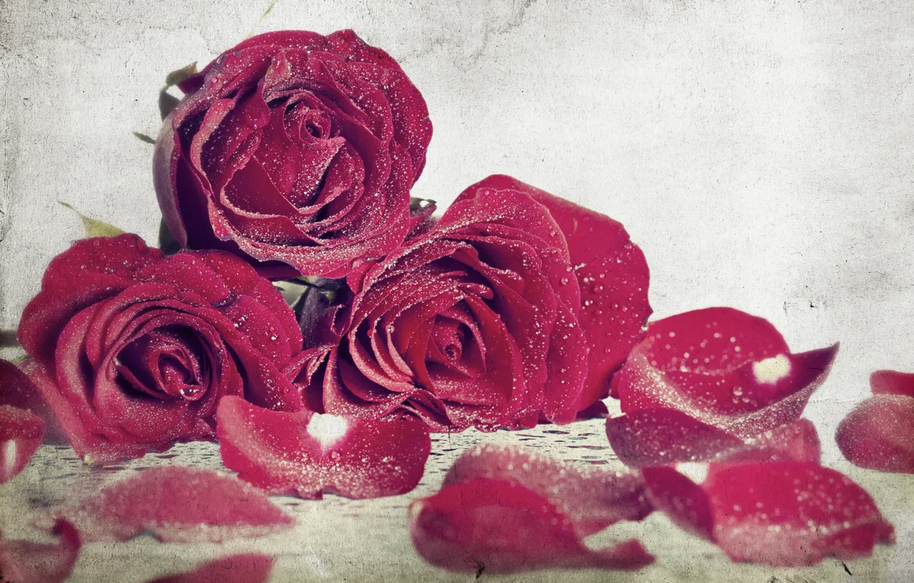 Фото обои цветы, фон, widescreen, обои, роза, розы, wallpaper, rose
