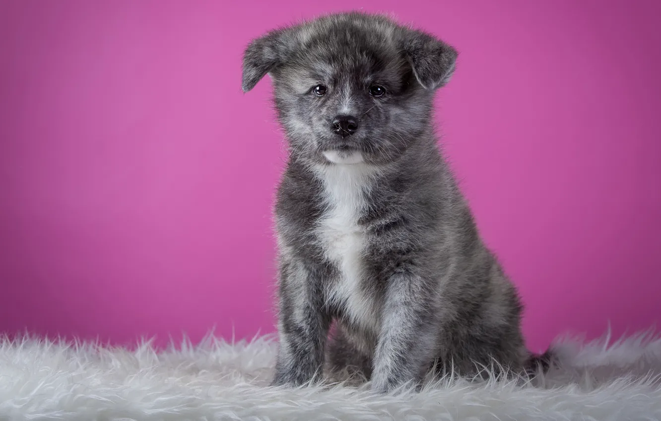 Фото обои серый, фон, розовый, собака, щенок, мех, сидит, лапочка