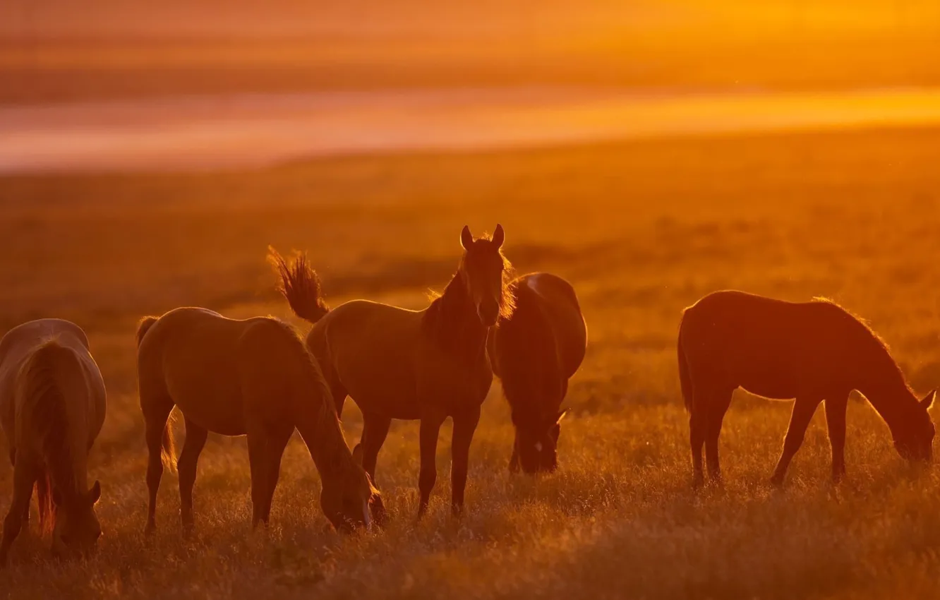 Фото обои солнце, свет, кони, лошади, пастбище, light, nature, sun