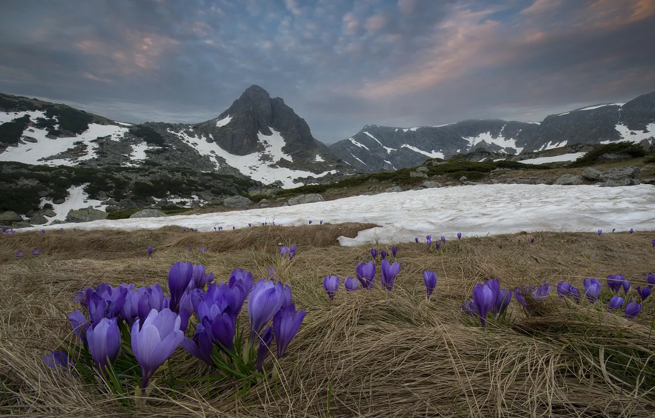 Фото обои снег, пейзаж, горы, природа, весна, крокусы, первоцветы, Болгария