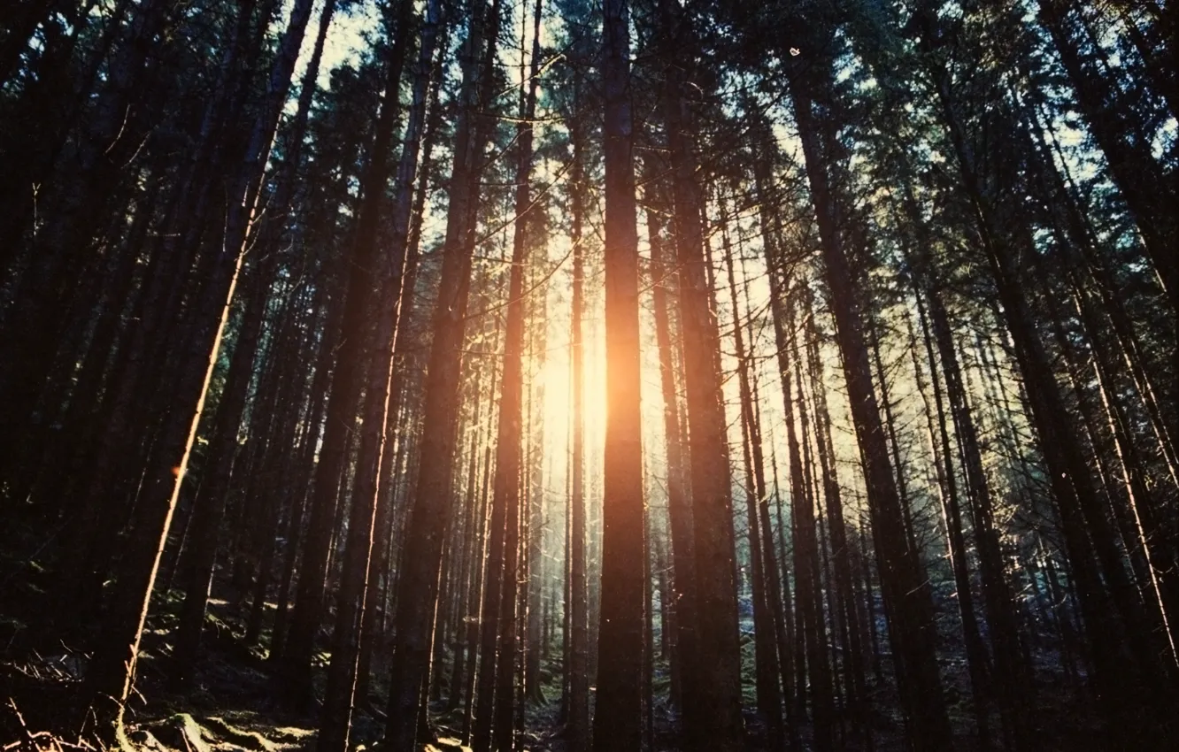 Фото обои лес, деревья, природа, солнечные лучи