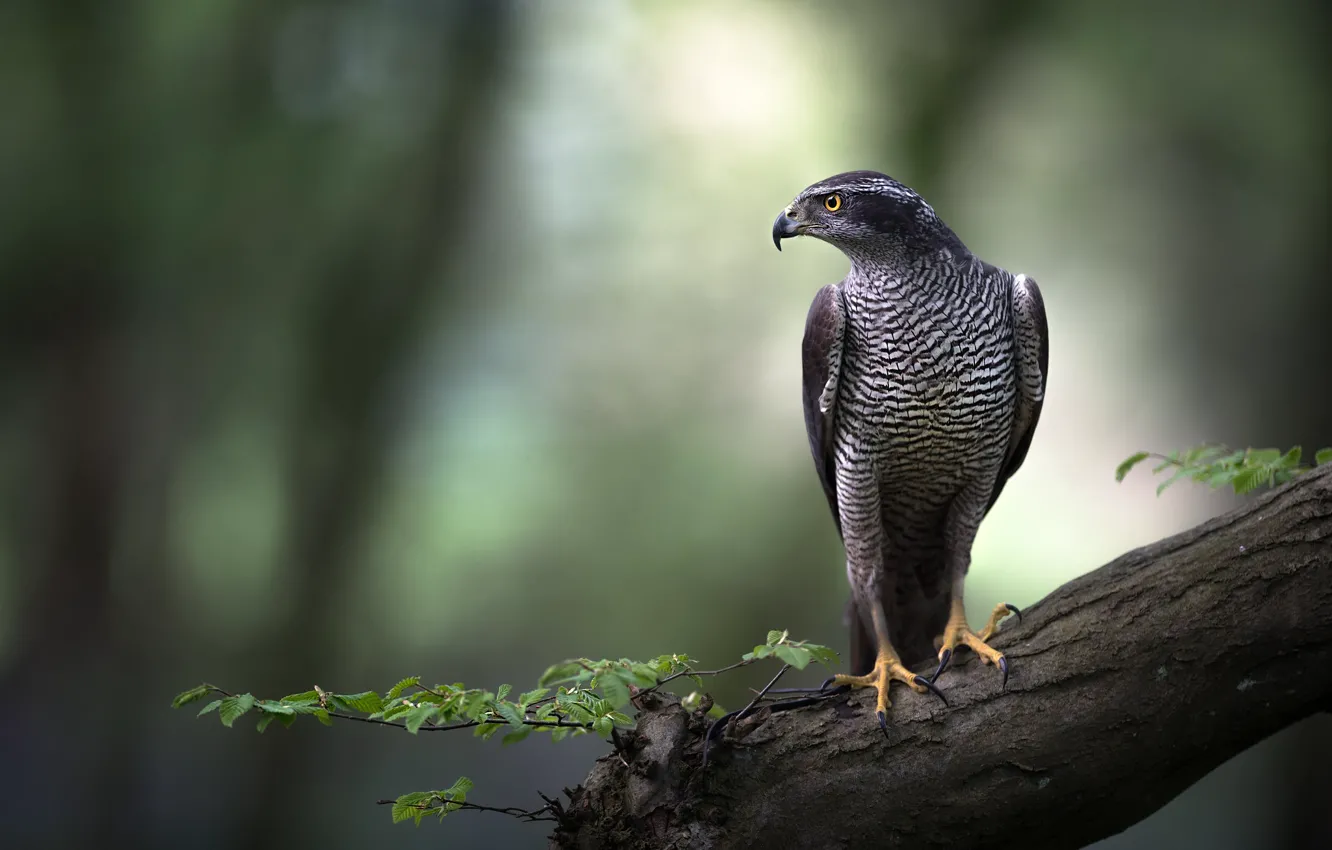 Фото обои взгляд, деревья, природа, фон, птица, ястреб, хищная