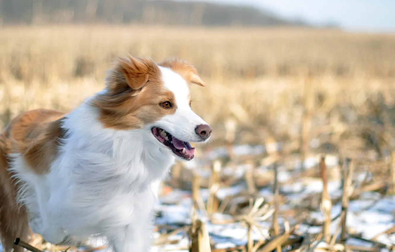 Фото обои зима, поле, собака