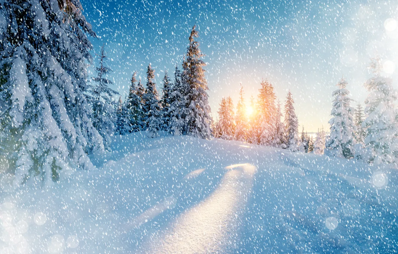 Фото обои Природа, Зима, Снег, Ель, Снежинки