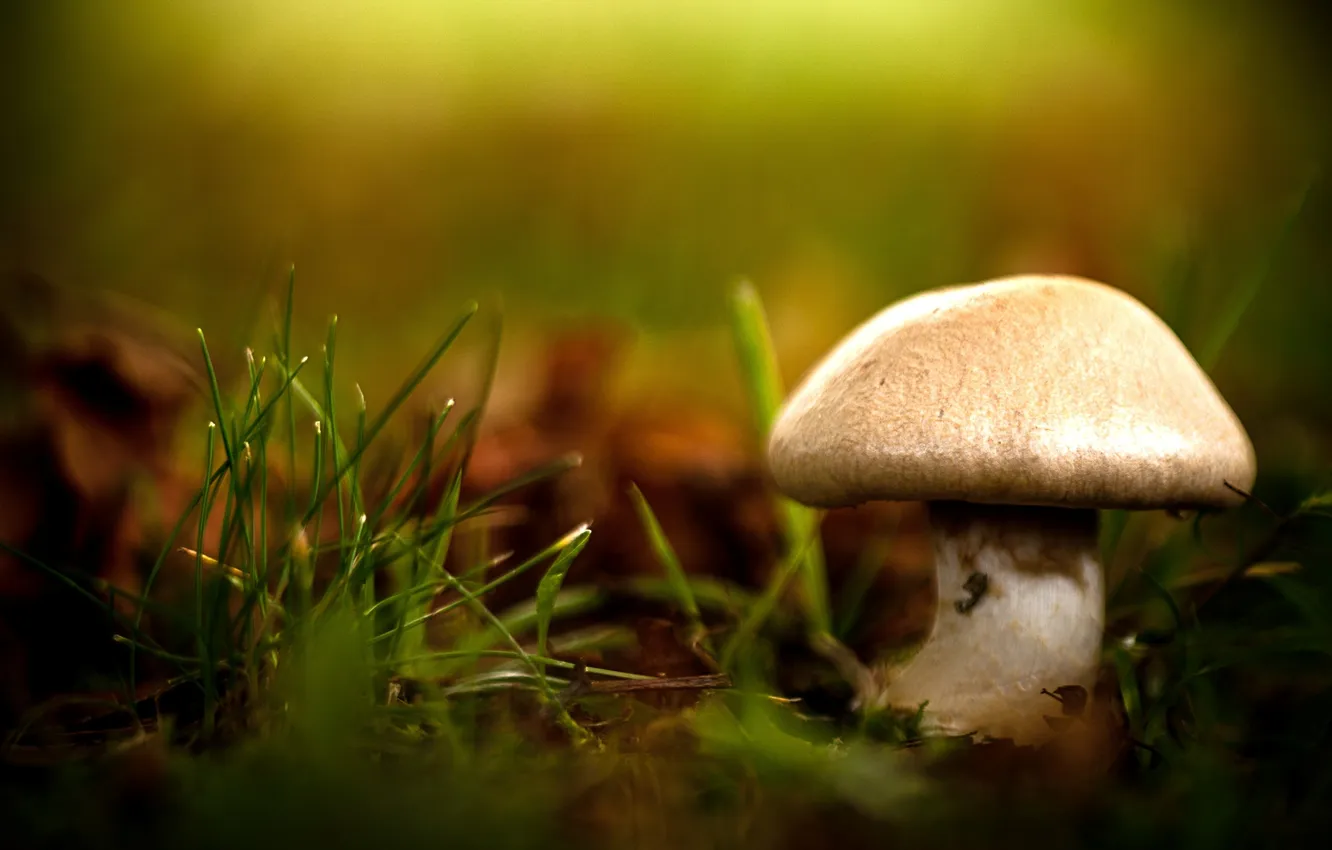Фото обои трава, макро, природа, гриб, размытость, боке