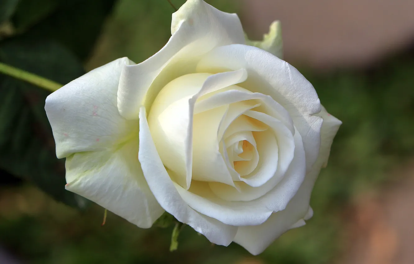 Фото обои макро, роза, бутон, белая роза