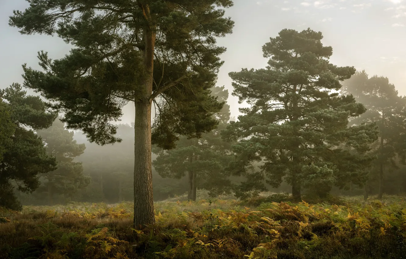 Фото обои осень, лес, туман, дерево