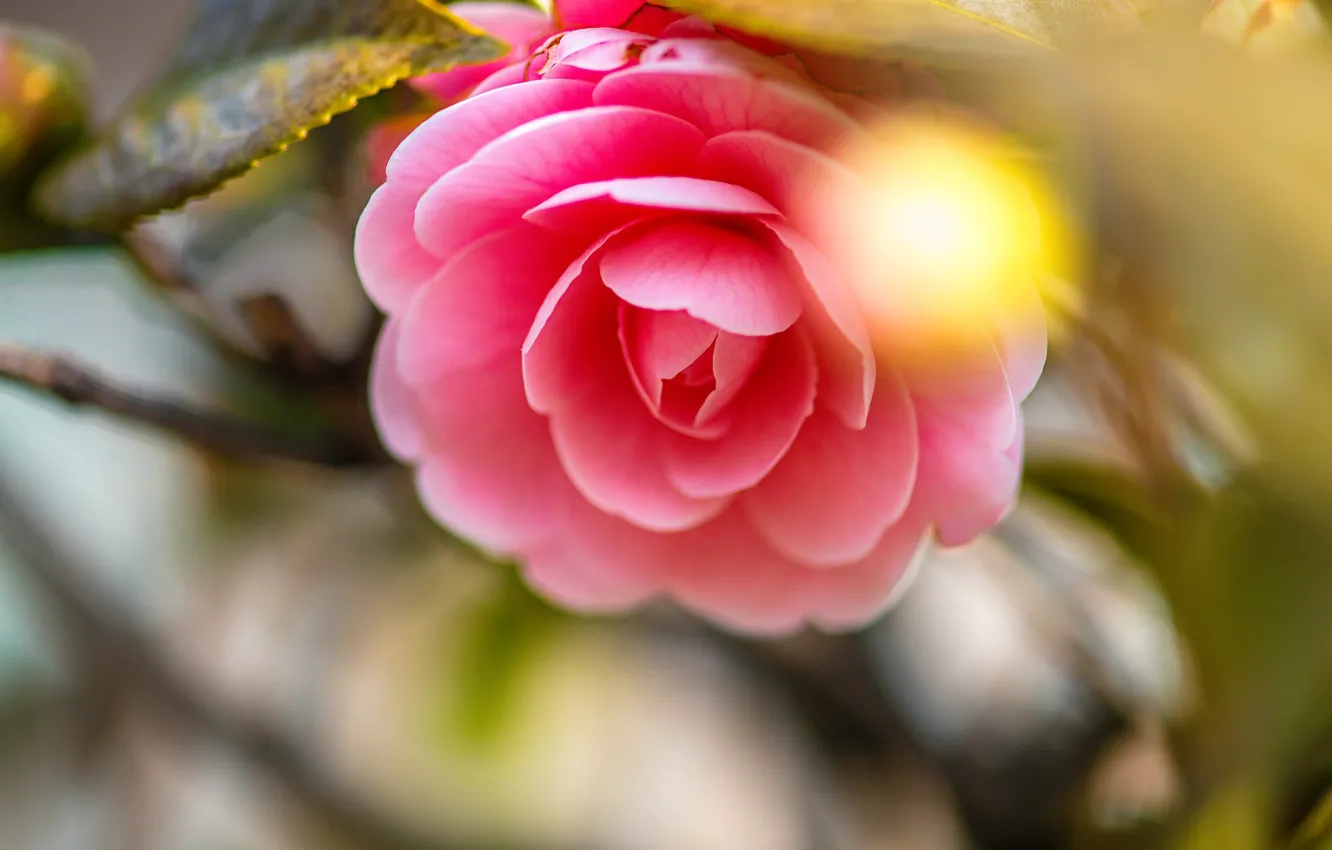 Фото обои цветок, фон, розовый, ветка, бутон, боке, камелия