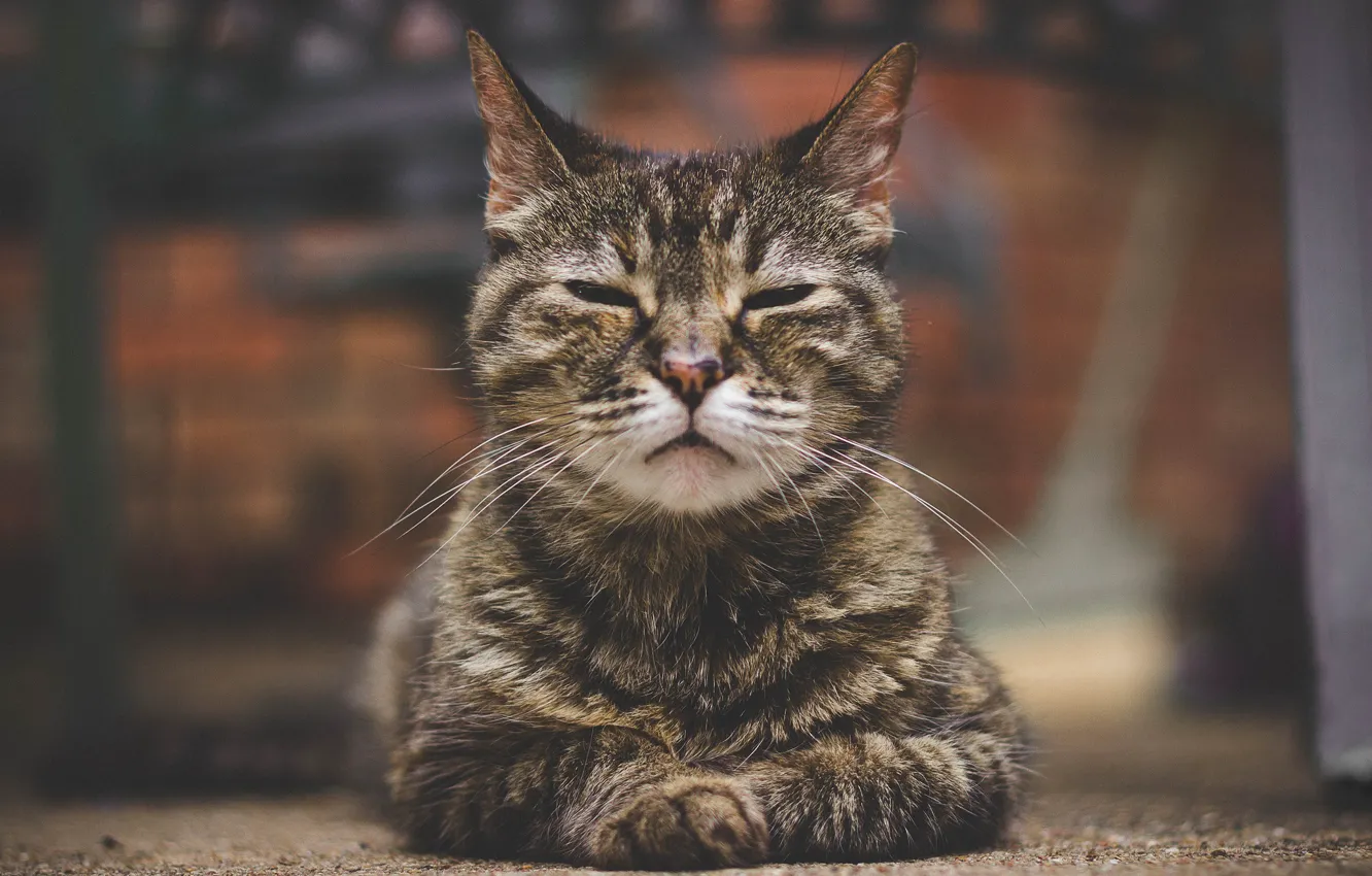 Фото обои кошка, портрет, боке