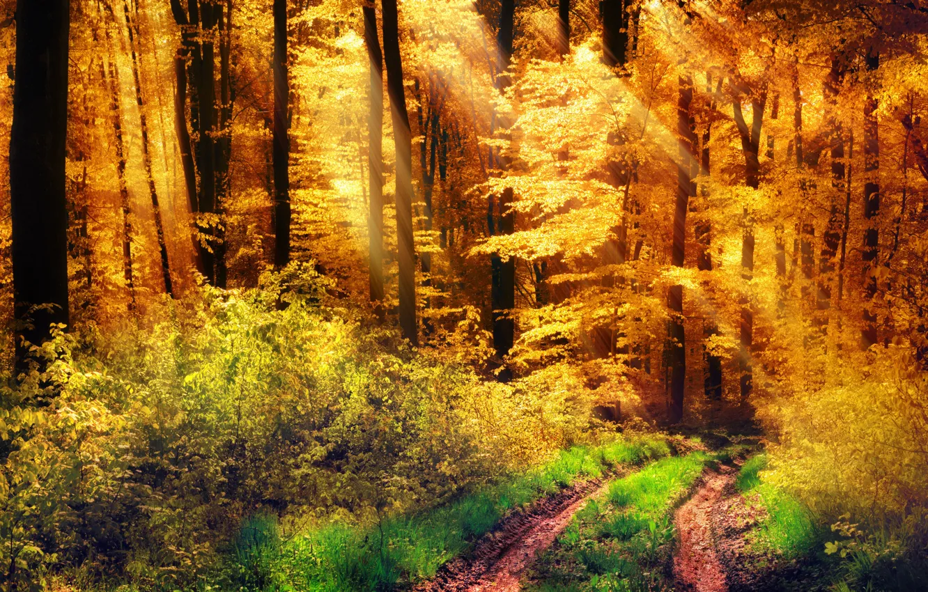 Фото обои дорога, осень, лес, трава, солнце, деревья, желтые, кусты