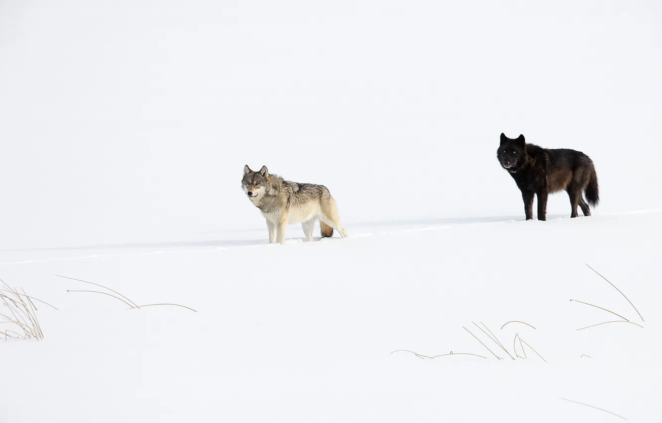 Фото обои fantasy, nature, art, snow, predator, face, animal, wolf