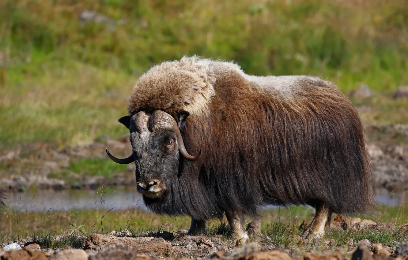 Фото обои шерсть, рога, млекопитающее, овцебык