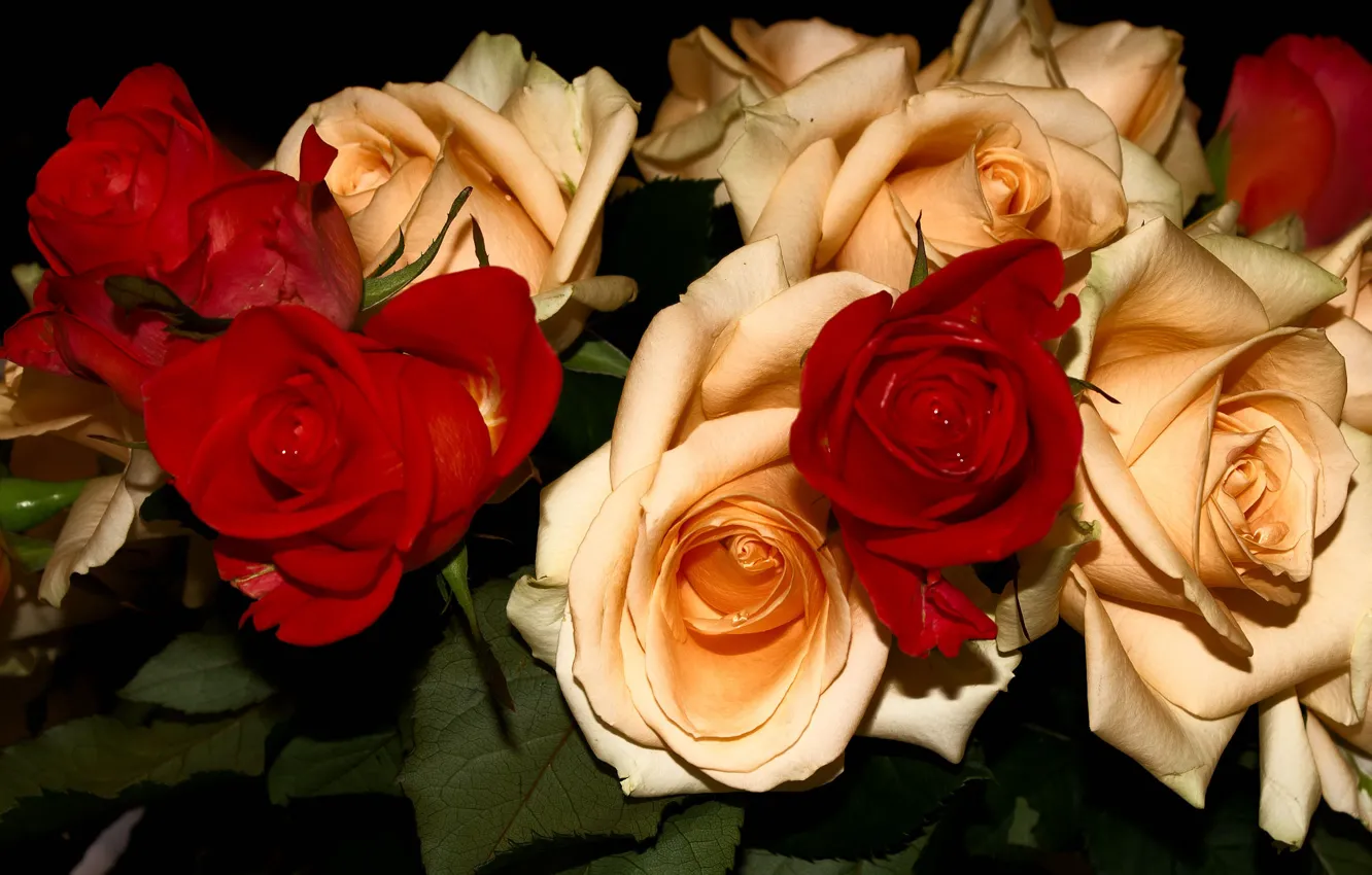 Фото обои цветы, темный фон, розы, букет, красные, много, кремовые