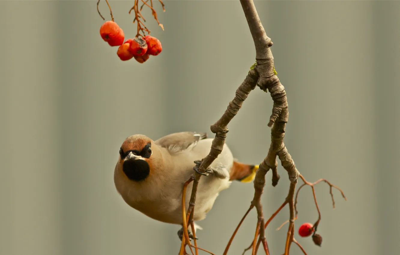 Фото обои осень, ягоды, птица, фокус, ветка, свиристель