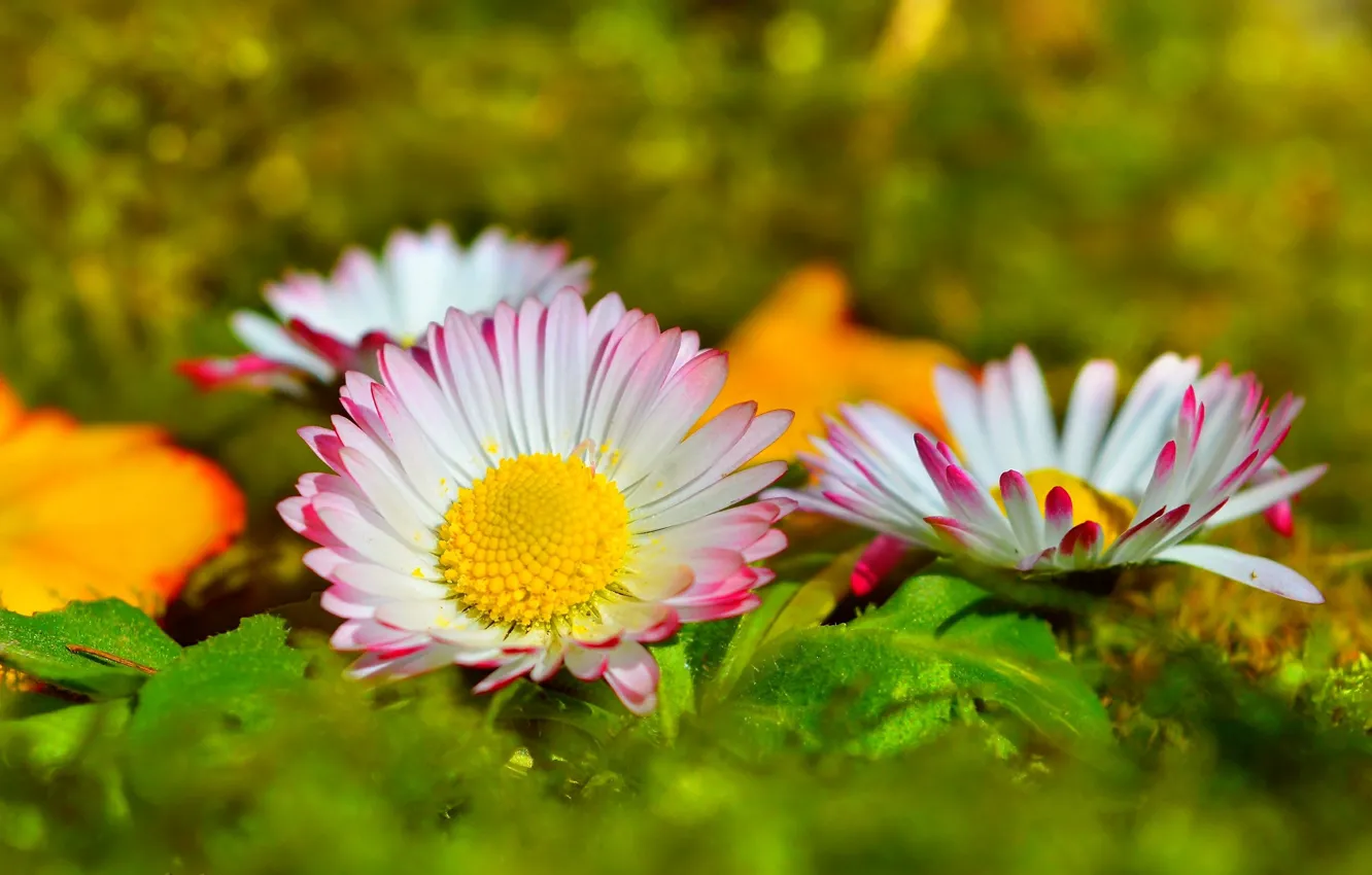 Фото обои Весна, Цветочки, Flowers, Spring