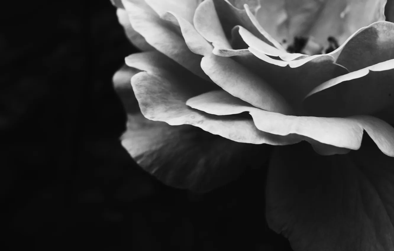 Фото обои фон, черный, роза, белая, сочетание