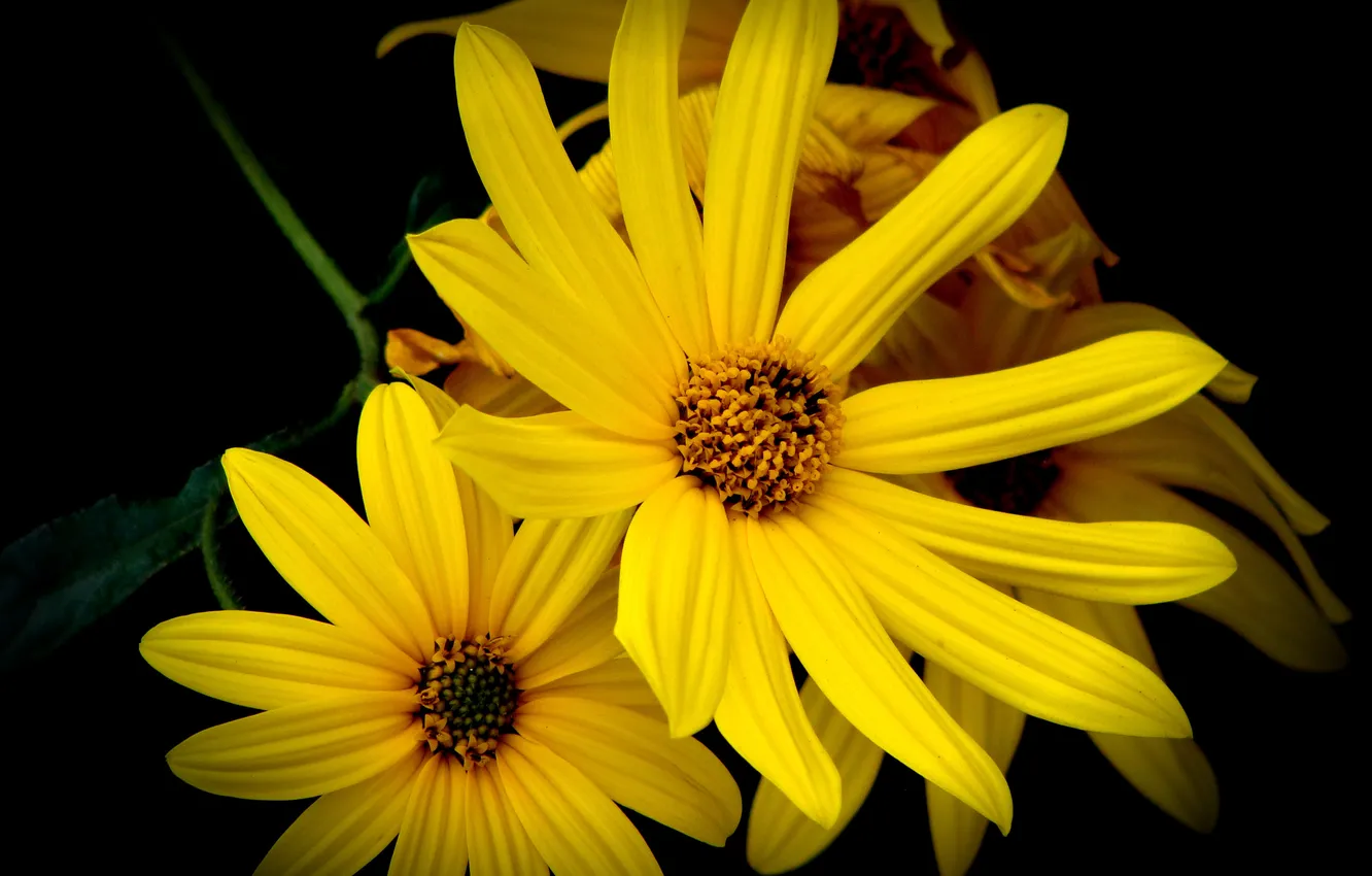 Фото обои цветы, желтый, черная