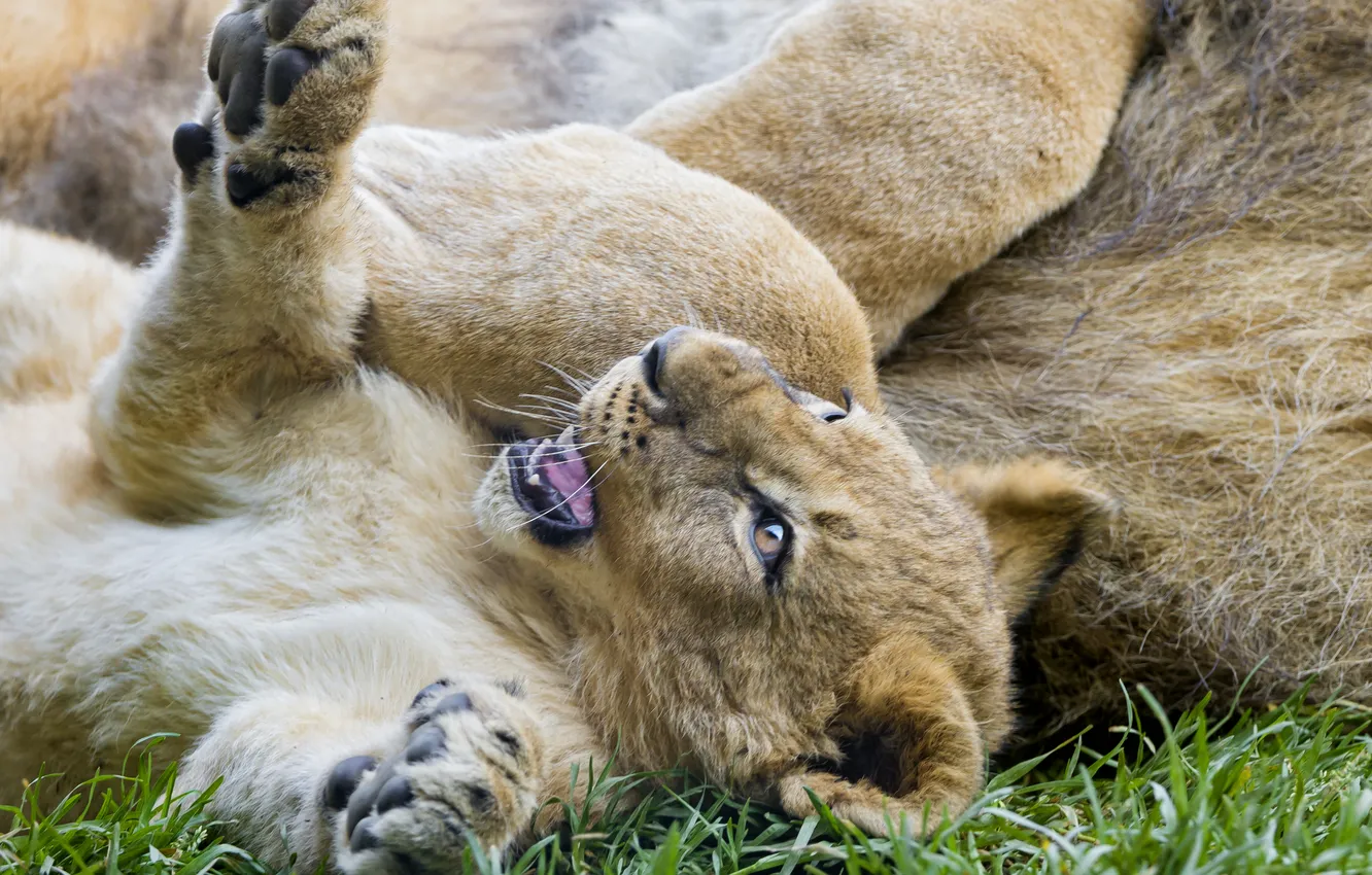 Фото обои трава, игра, детёныш, котёнок, львёнок, ©Tambako The Jaguar