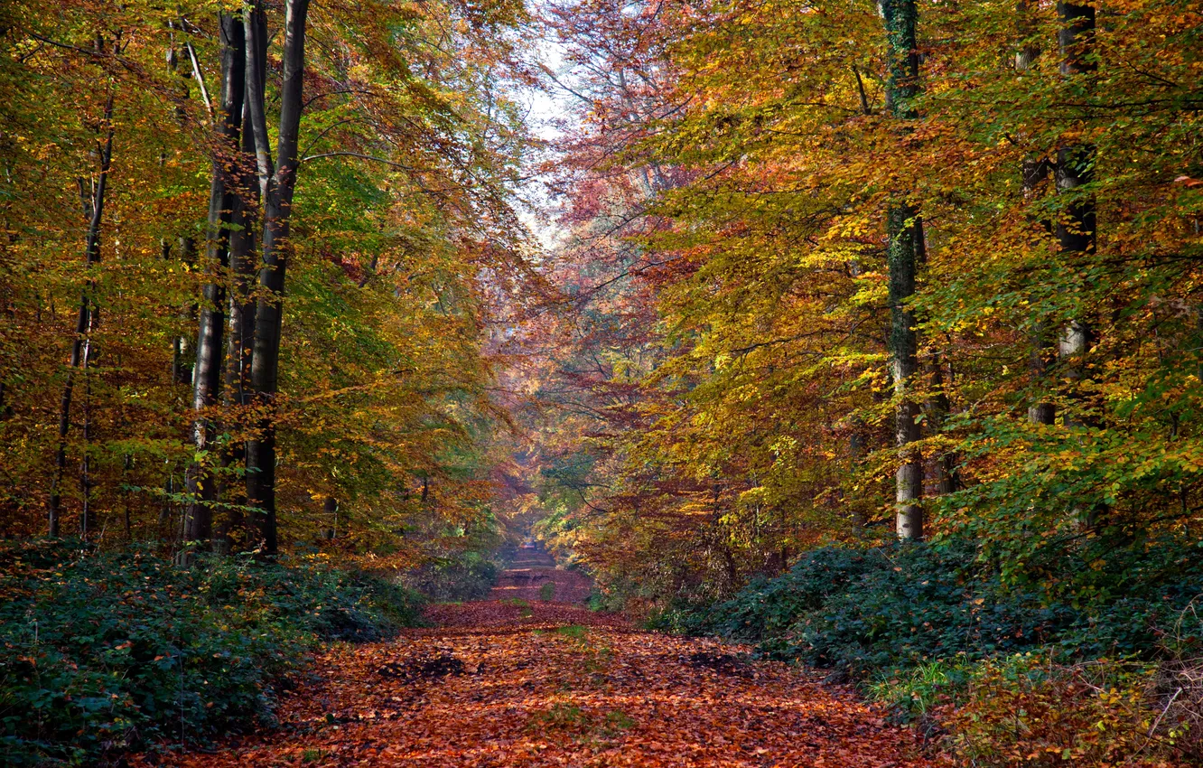 Фото обои дорога, осень, лес, листья, деревья, аллея