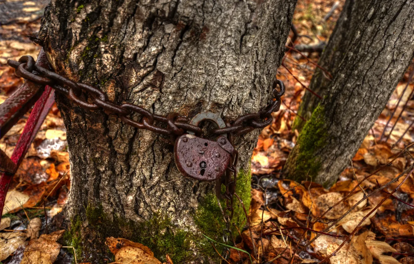Фото обои деревья, замок, цепь