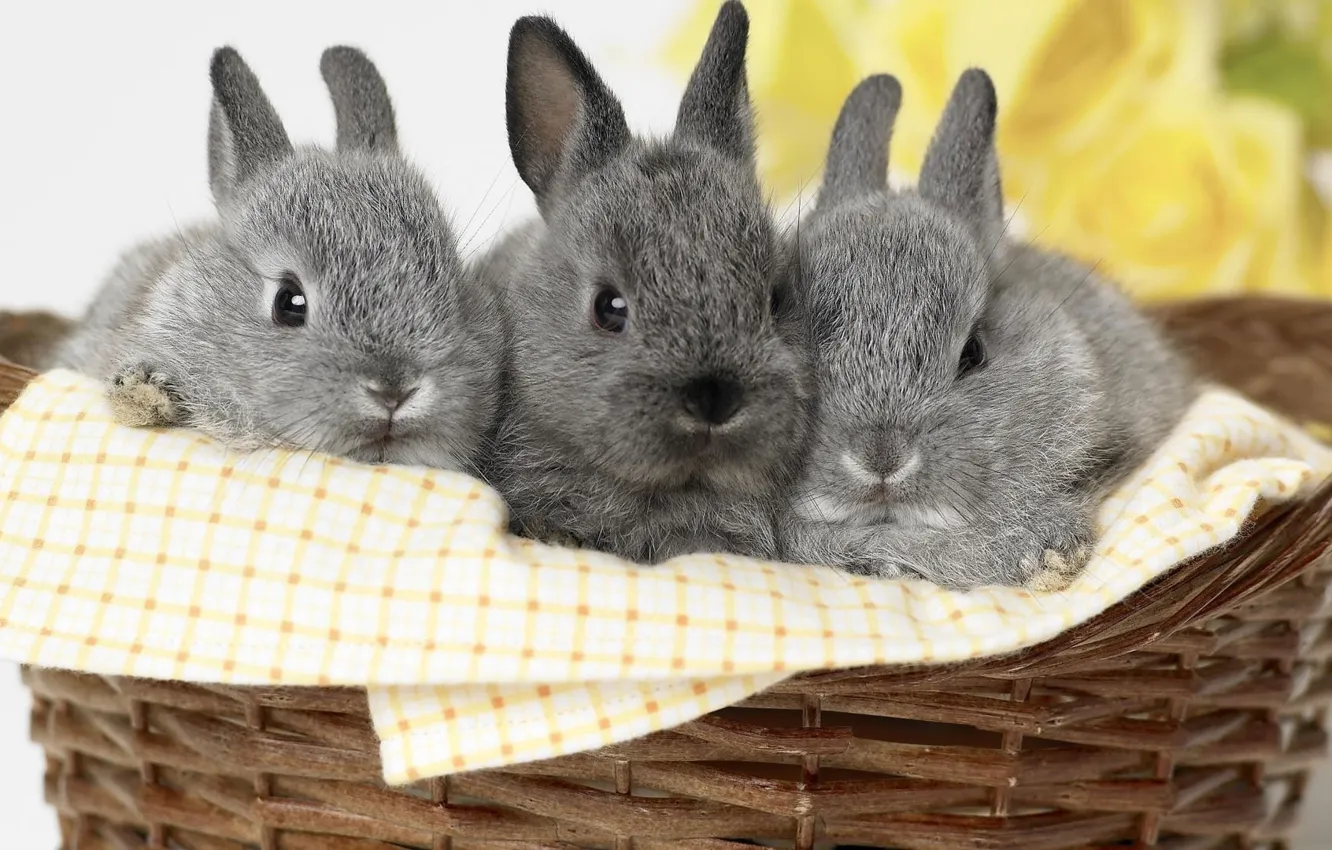 Фото обои серый, корзина, кролики, малыши, трио