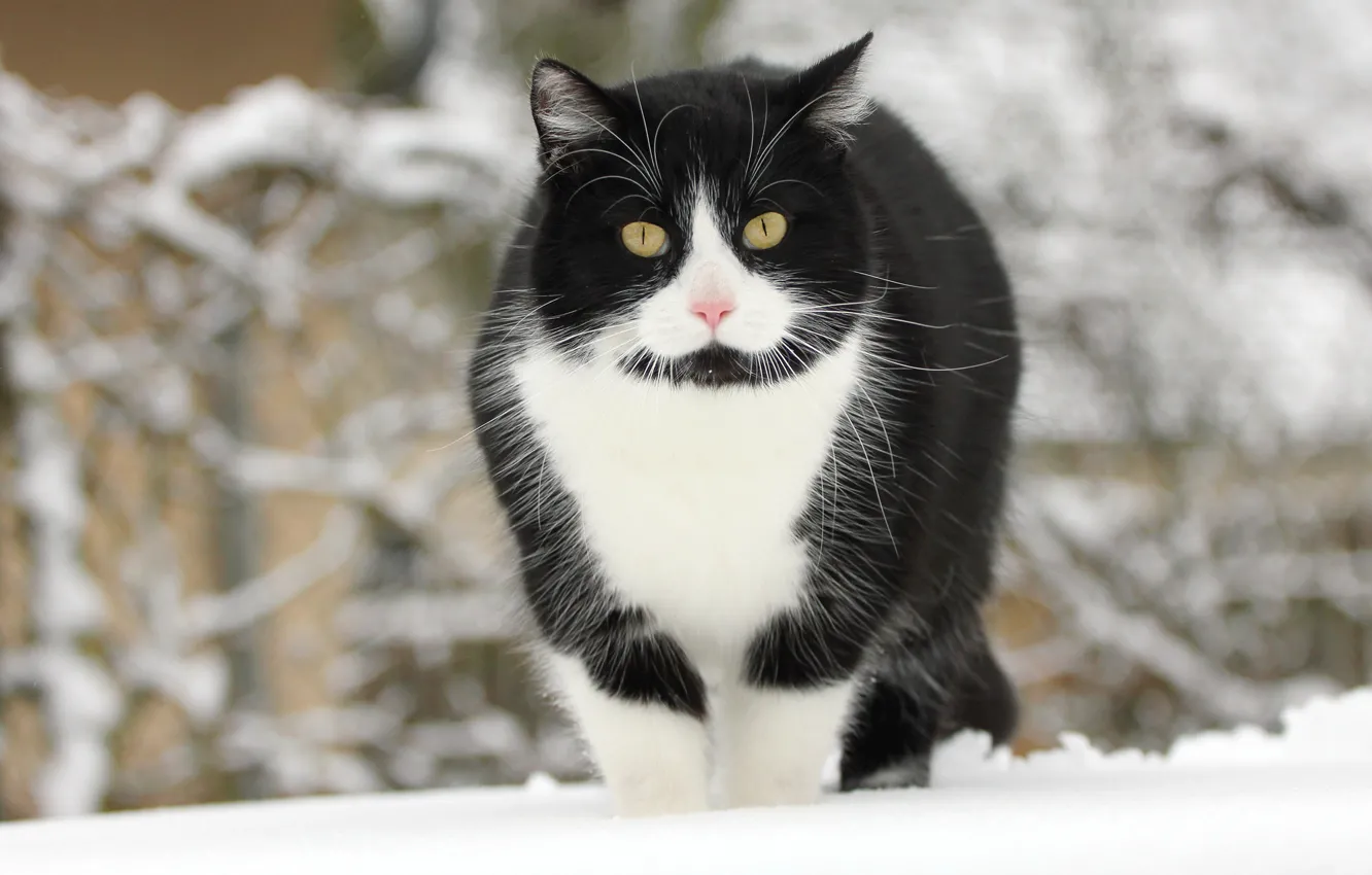 Фото обои зима, кошка, кот, снег, черно-белый