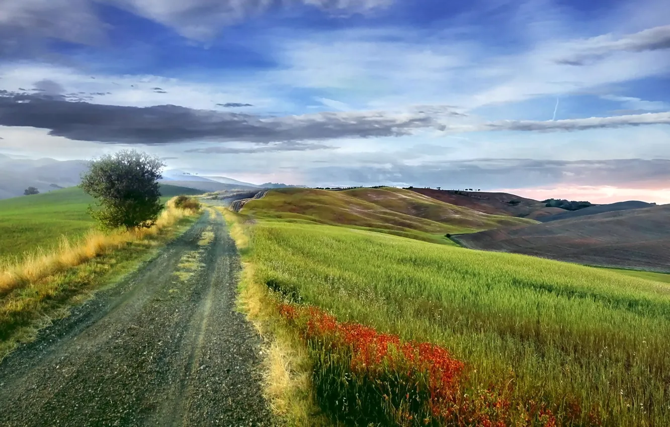 Фото обои дорога, поле, цветы