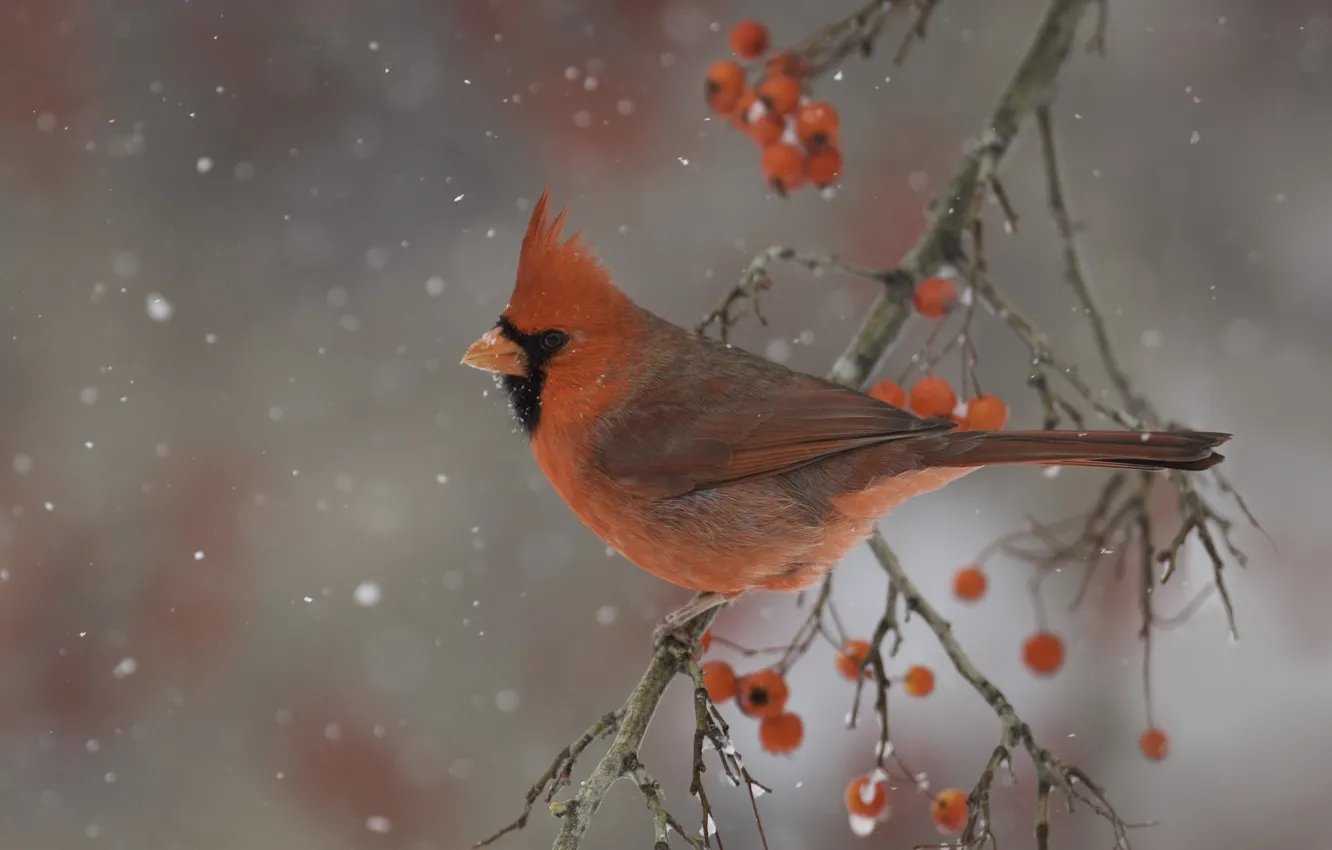 Фото обои зима, природа, ягоды, птица, ветка, кардинал