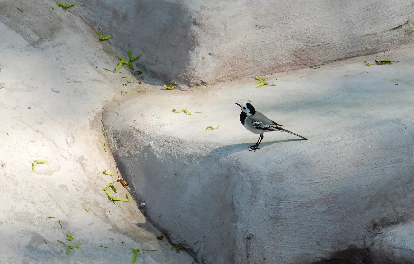 Фото обои widescreen, птица, обои, камень, wallpaper, птичка, bird, широкоформатные