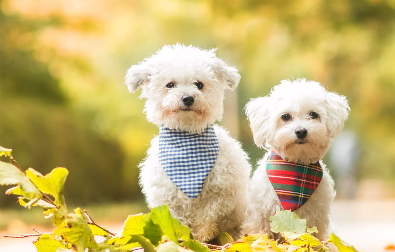 Фото обои собаки, листья, природа, фон, собака, ветка, щенки, щенок