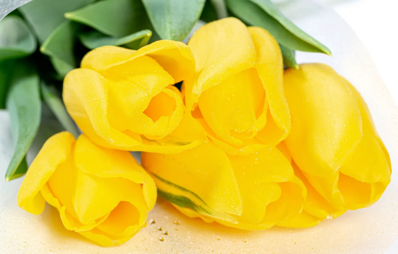 Фото обои макро, тюльпаны, белый фон, бутоны, жёлтые