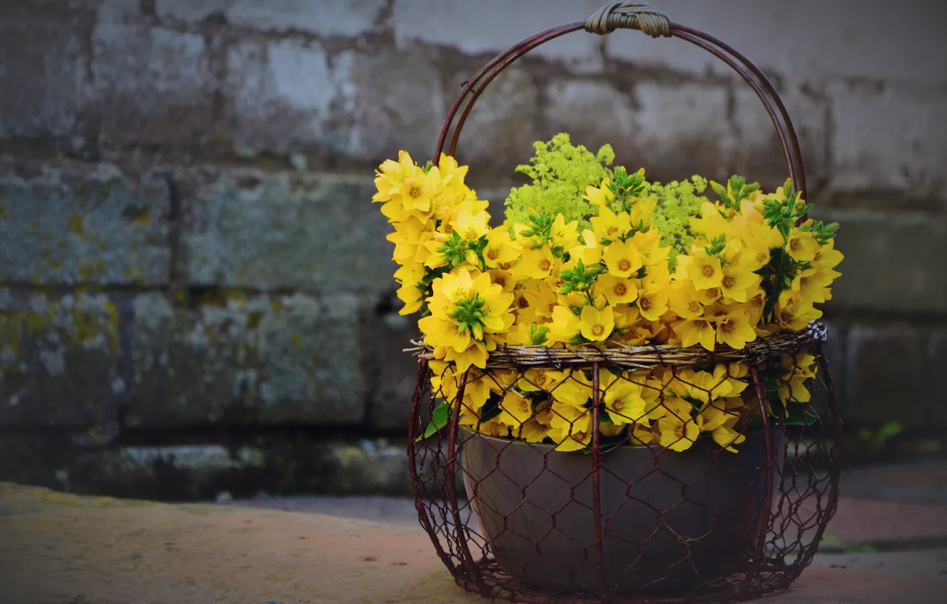 Фото обои цветы, желтые, корзинка, вербейник