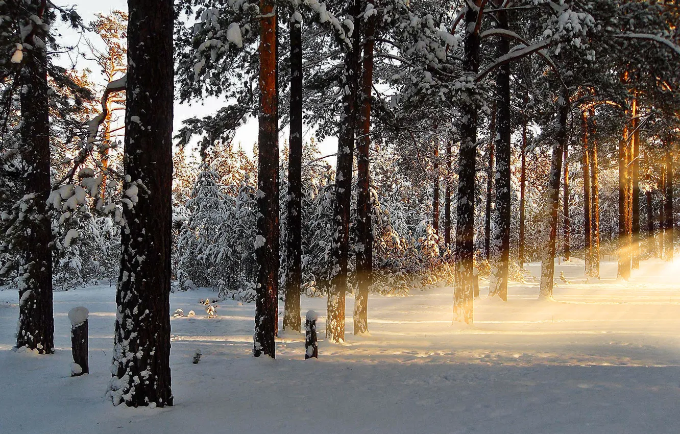 Фото обои зима, лес, лучи, снег, природа, рассвет, утро