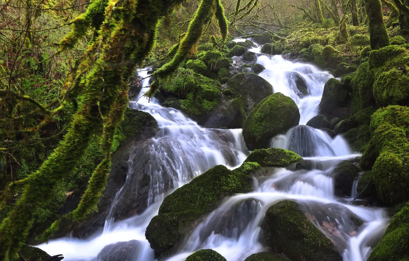 Фото обои лес, вода, река, камни, мох, поток