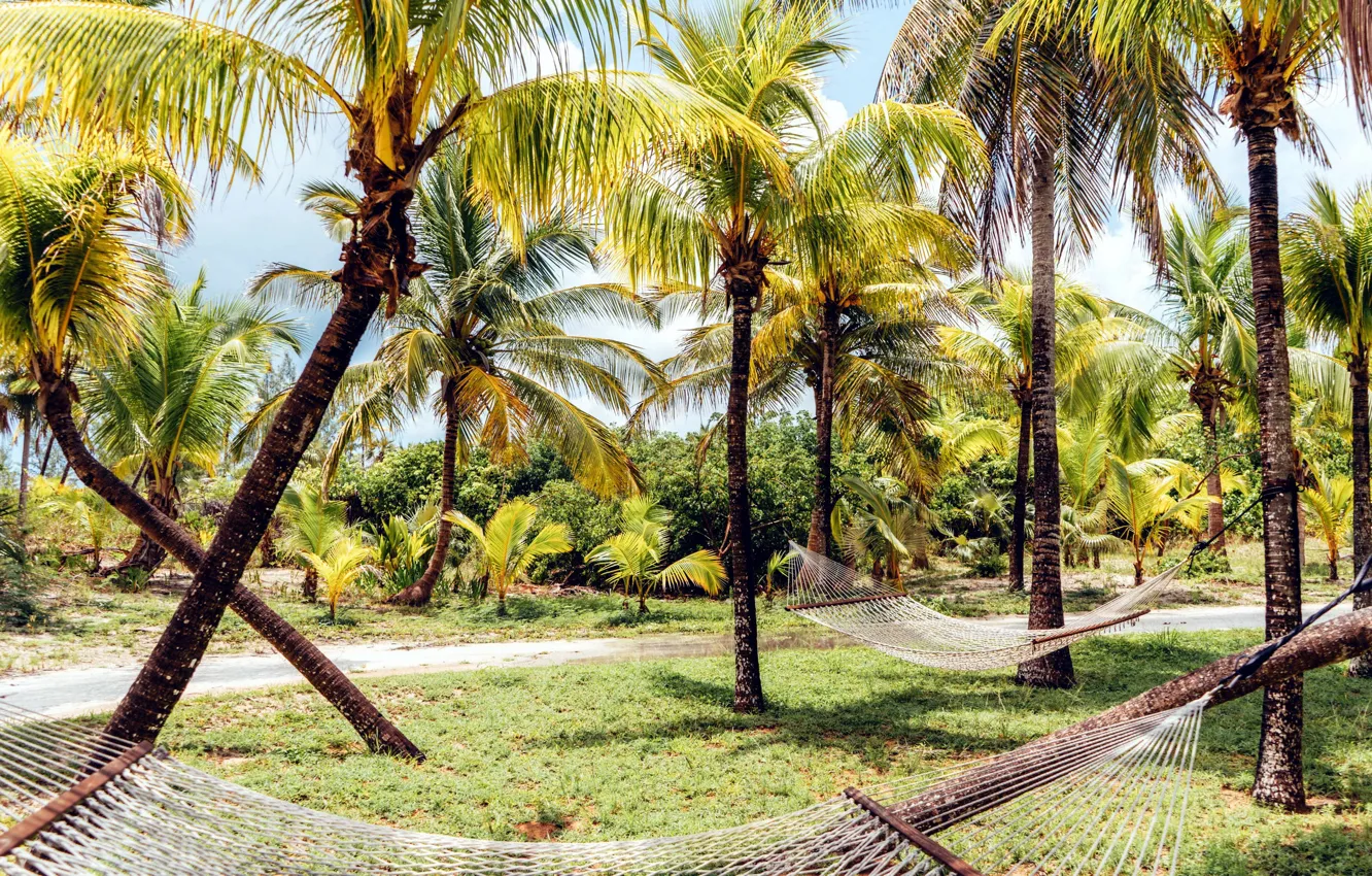 Фото обои тропики, пальмы, гамаки
