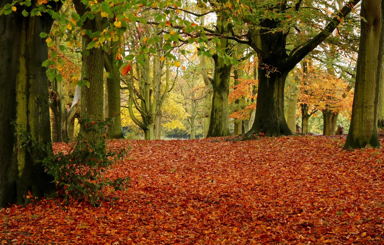Фото обои осень, листья, деревья, парк, листва, Англия, Лондон, London