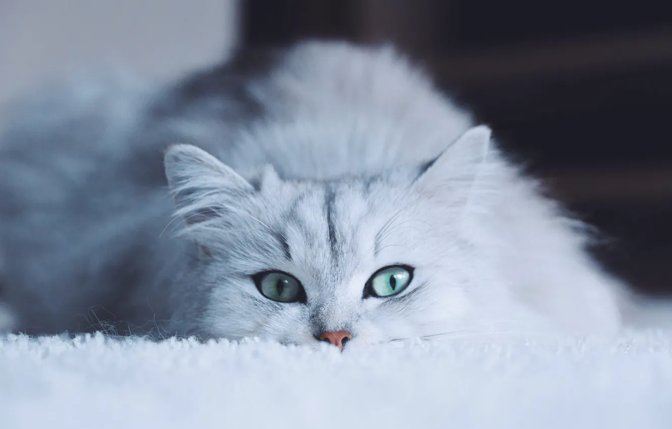 Фото обои кошка, белый, глаза, кот, взгляд, морда, фон, портрет