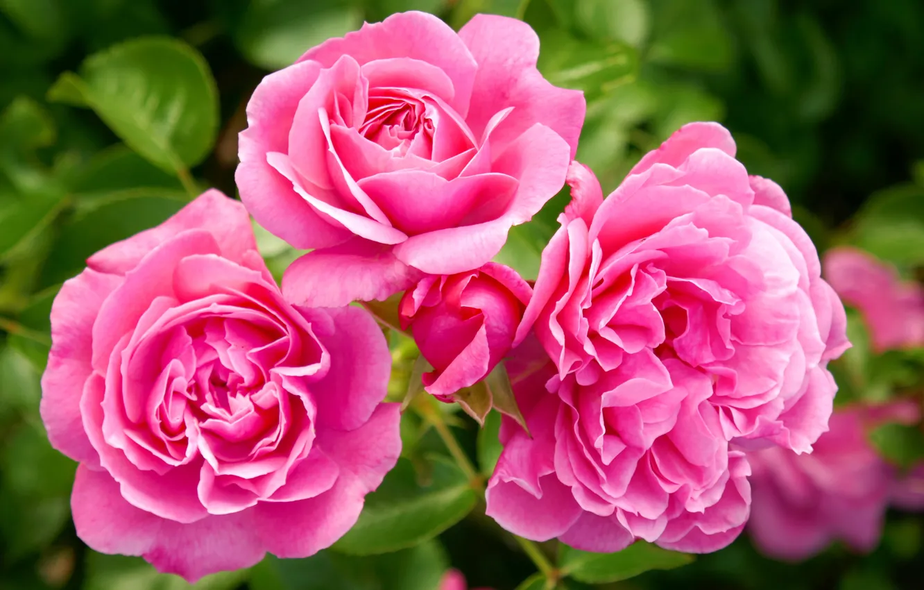 Фото обои цветок, макро, розовый, розы, Куст