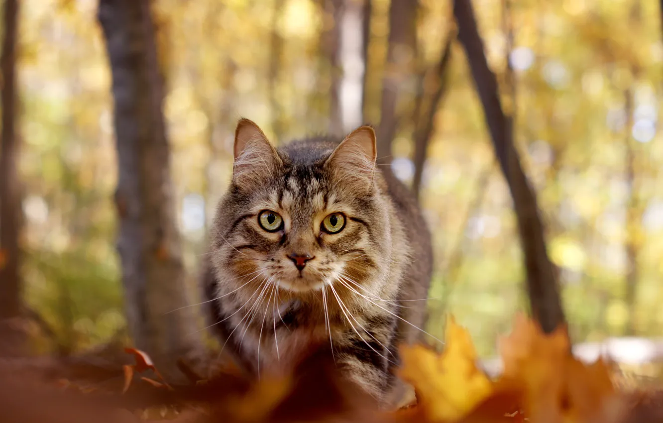 Фото обои осень, кот, взгляд, мордочка, боке, Мейн-кун
