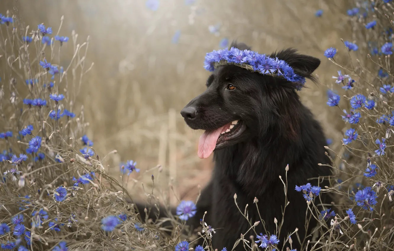 Фото обои язык, морда, цветы, собака, венок, васильки, Немецкая овчарка
