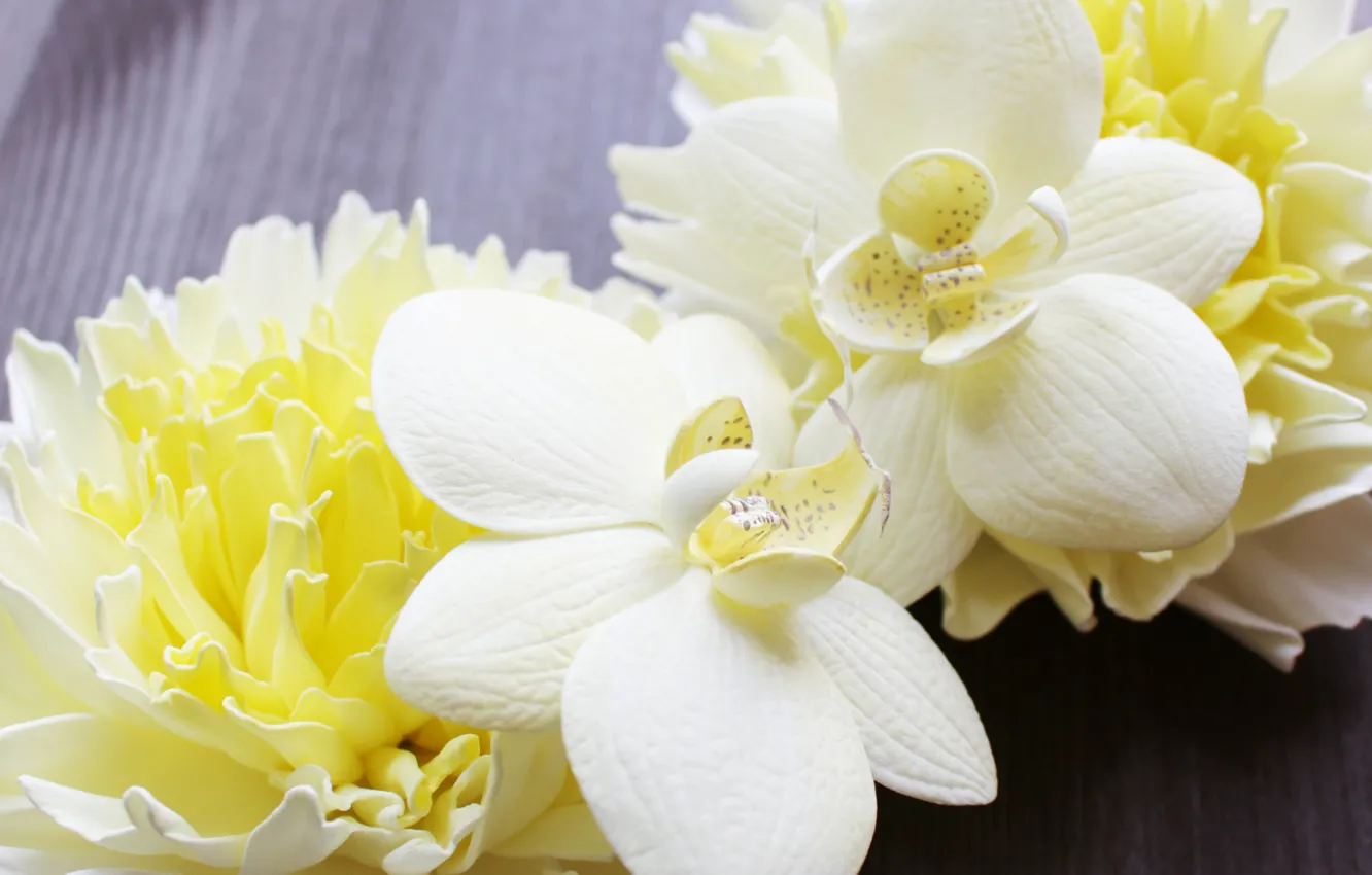 Фото обои орхидеи, хризантемы, орхидея, лимонный, ванильный