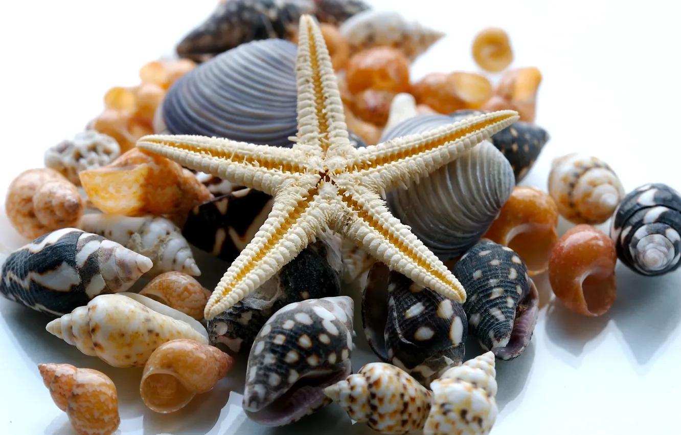 Фото обои природа, ракушки, морская звезда