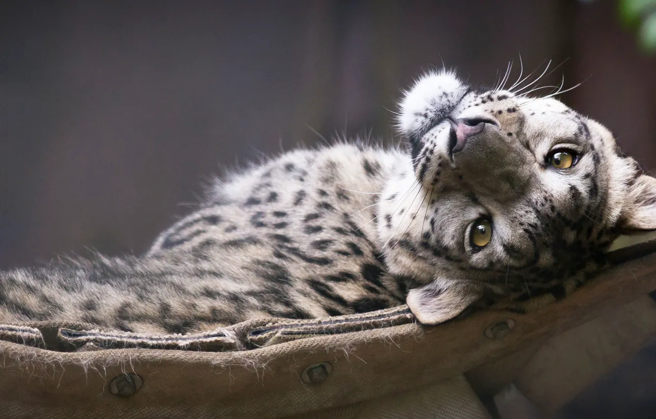 Фото обои взгляд, морда, snow leopard