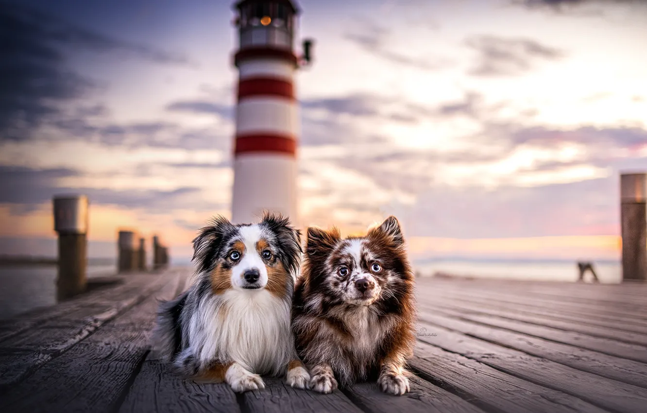 Фото обои собаки, маяк, друзья