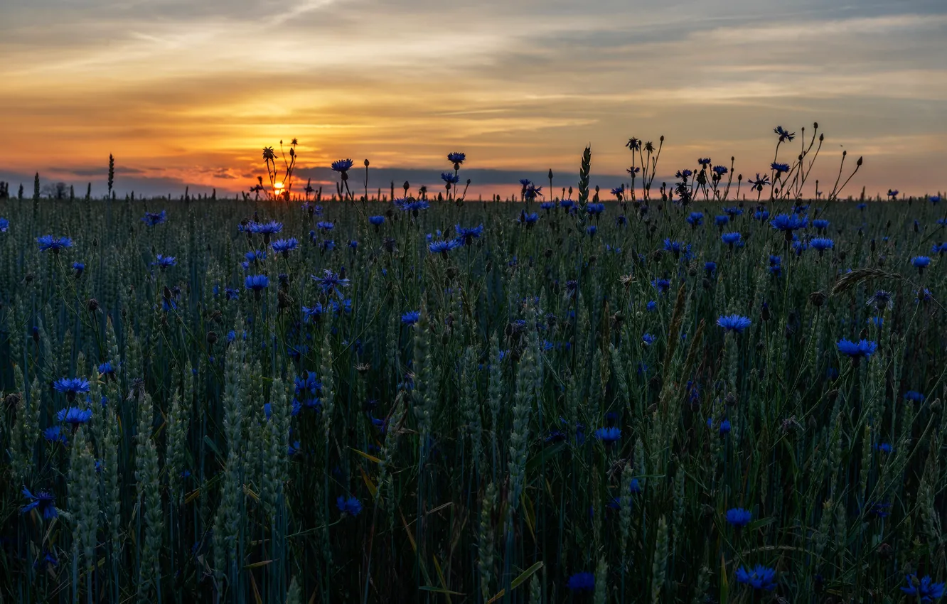 Фото обои пшеница, поле, лето, небо, солнце, закат, цветы, вечер