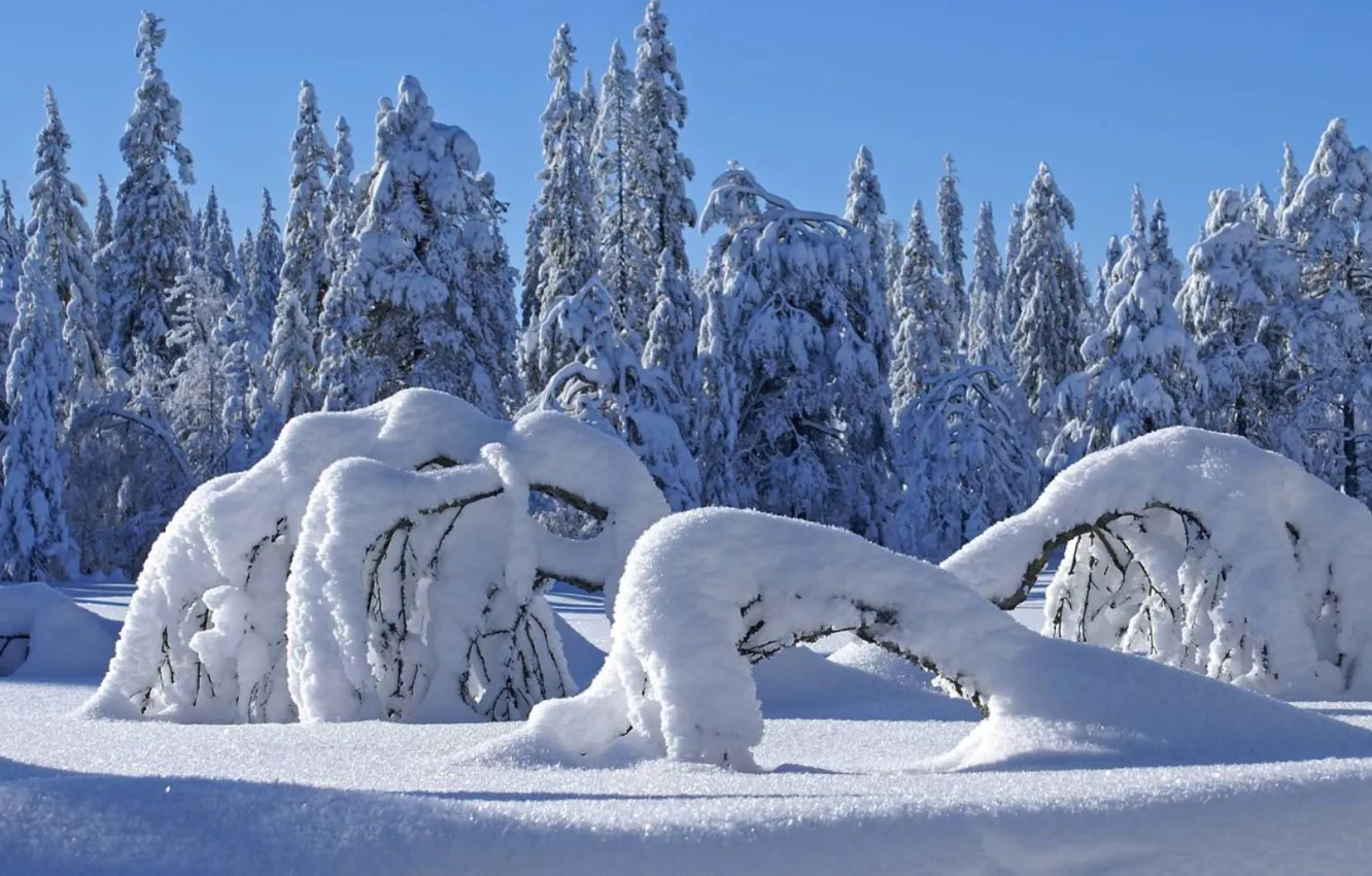 Фото обои зима, лес, снег, ветви, ель, сугробы