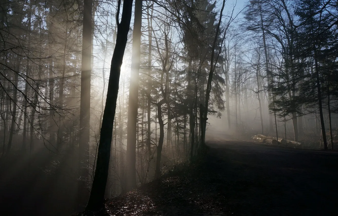 Фото обои лес, свет, утро