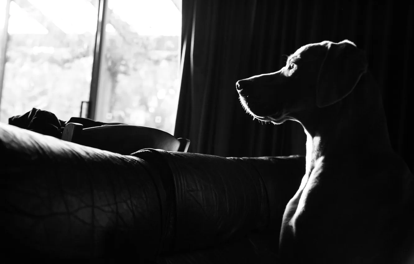 Фото обои light, dog, window