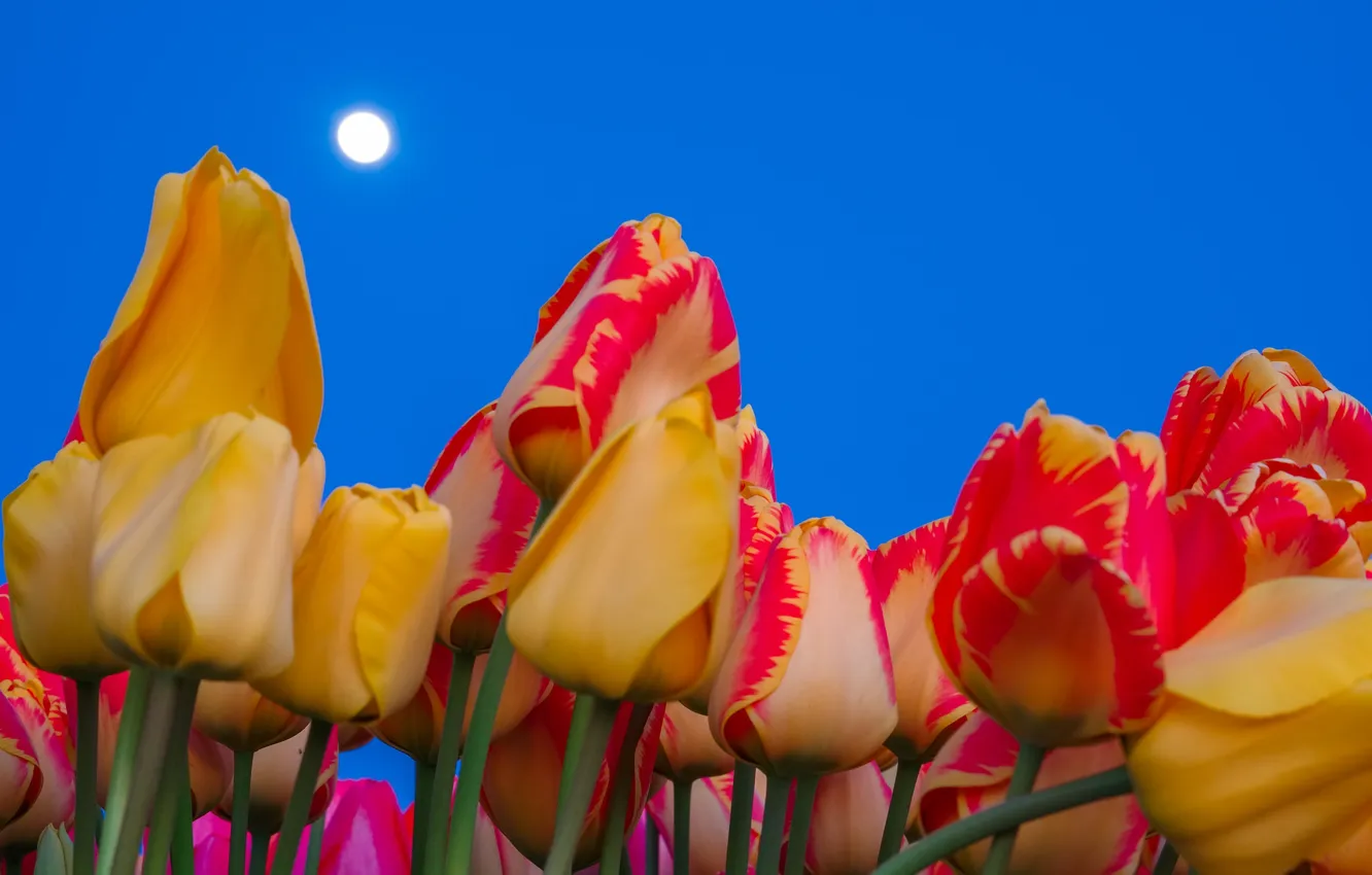Фото обои небо, луна, лепестки, стебель, тюльпаны