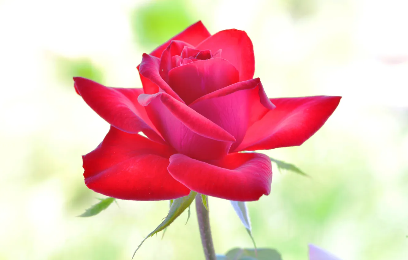 Фото обои фон, роза, лепестки, красная